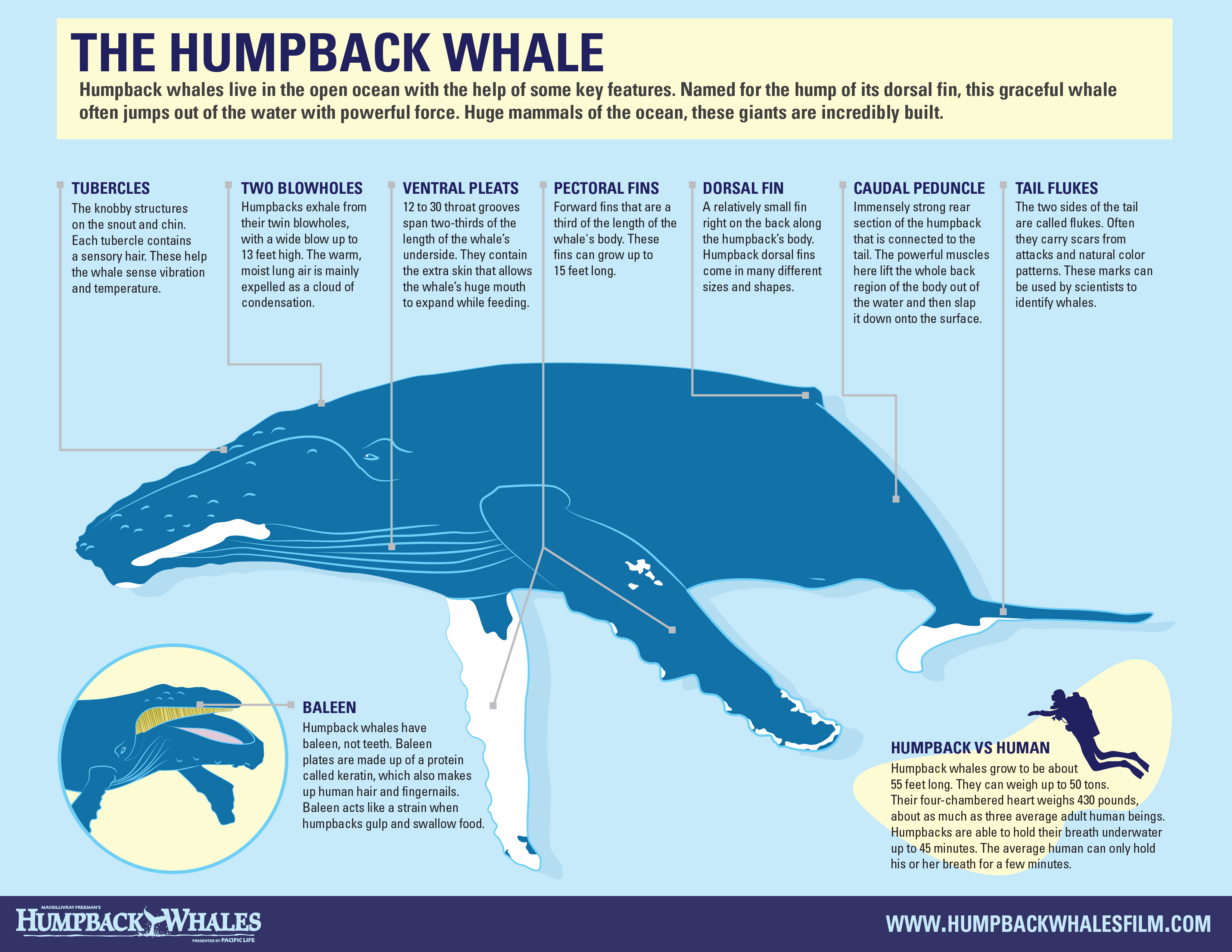 humpback whale facts pdf